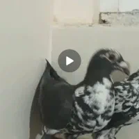 نرماده سوسکی آس|پرنده|تربت‌حیدریه, حاجی یار‎|دیوار