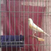 ماده قناری تا حالا جفت نخورده