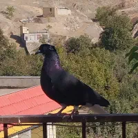 کفتر کبوتر  دم سفید