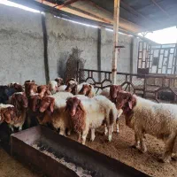 بره پروار|حیوانات مزرعه|زرنه, |دیوار