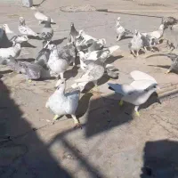 ۳۰ عدد سار و سور|پرنده|تربت جام, فاز ۲ فرهنگیان|دیوار