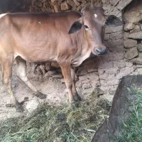 گوساله ماده جرسی