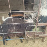 بره چاق|حیوانات مزرعه|محمدشهر, یزدیها|دیوار