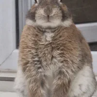 یه عدد خرگوش گمشده|موش و خرگوش|کلارآباد, |دیوار