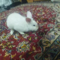 خرگوش نر