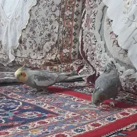 عروس هلندی|پرنده|سهند, |دیوار
