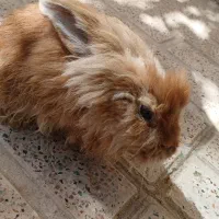 خر گوش  کاملا سالم  و بازیگوش