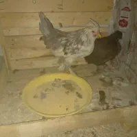 مرغ و خروس سلطان