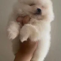 سگ پامر خرسی.پامرانیان جیبی|سگ|شیراز, میانرود|دیوار