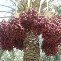 کود100%ارگانیک پلیت مرغی (اصل)|خدمات باغبانی و درختکاری|فهرج, |دیوار