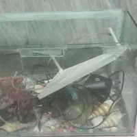 اکواریم