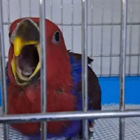 طوطی اکلکتوس نر و ماده