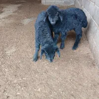 دوراس بره نر و ماده