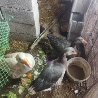 فروش فوری غاز زیر قیمت