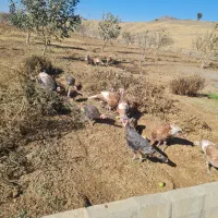 بوقلمون محلی