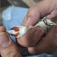 سهره چونه سفید نر