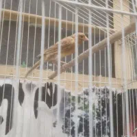 قناری ماده اماده|پرنده|شوش, |دیوار