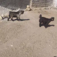 سه عدد بزغاله نر ریزه و سه عدد بز کشتی