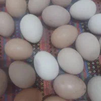 تخم مرغ طبیعی
