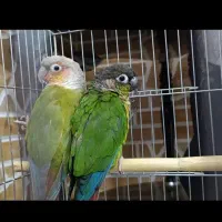 یک جفت گرینچک بازی گوش|پرنده|شهریار, شهرک وائین|دیوار