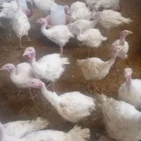 بوقلمون