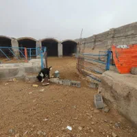 گاوداری دامداری|فروش دفتر صنعتی، کشاورزی، تجاری|شهرضا, |دیوار