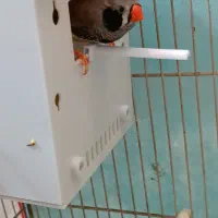 فنچ بلک بادی با تخم و لپ سیاه کینگ|پرنده|مشهد, گلشور|دیوار