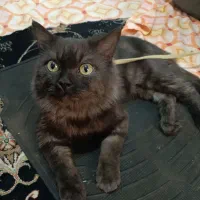 واگذاری رایگان گربه نر و ماده