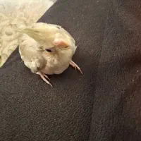 جوجه عروس سرلاکی