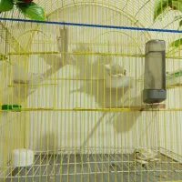 فنج نرگسی سفید