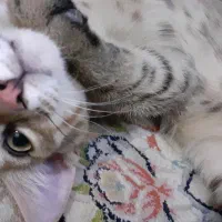 گربه