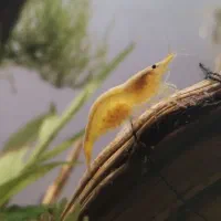 میگو شریمپ اکواریوم