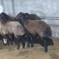 بره افشار|حیوانات مزرعه|ریگ, |دیوار