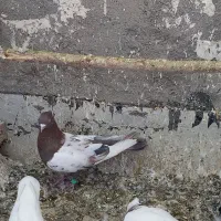 طوقی|پرنده|کنگاور, |دیوار