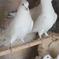 حدود ۱۰عدد کبوتر پرشی ساعت بالا