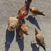 واروک ، مرغ و خروس|حیوانات مزرعه|جوانرود, |دیوار