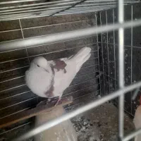 کبوتر پرشی .گمشده