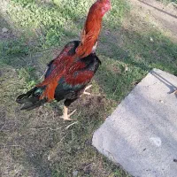 خروس لاری|حیوانات مزرعه|مرند, |دیوار