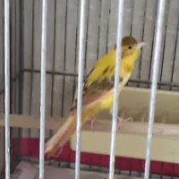 قناری ماده آ ماده  و نر قرص خوان