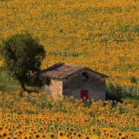 کشاورزی
