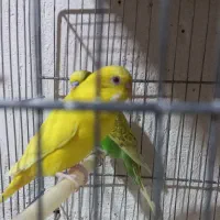 مرغ عشق رنگین کمانی|پرنده|مشگین شهر, |دیوار