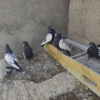 کبوتر سینه سیاه|پرنده|صائین قلعه, |دیوار