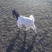 بزغاله نژدی نر تا سه قل|حیوانات مزرعه|فارسان, |دیوار