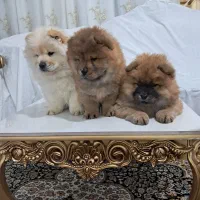 توله سگ چاوچاو