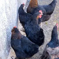 میش بره۹تاشیشک مرغ۷تاتخم گذار|حیوانات مزرعه|بروجرد, |دیوار