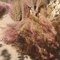 جارو|لوازم نظافت|خوی, |دیوار