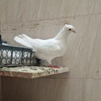 کبوتر سفید
