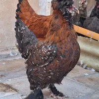 مرغ سلطان لهستانی تخم دوزرده|حیوانات مزرعه|تهران, وردآورد|دیوار