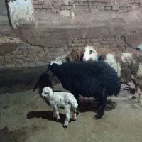 گوسفند فروشی