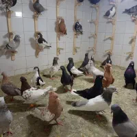 کفتر ماده رنگی